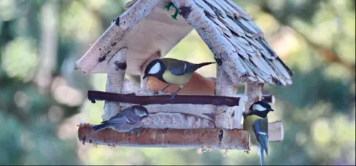 Donner à manger aux oiseaux