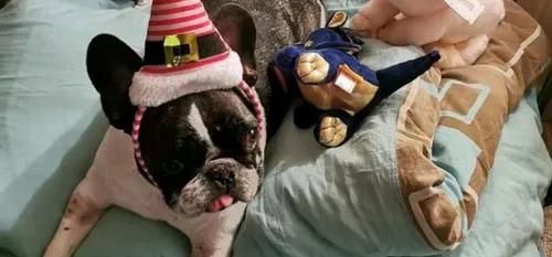 SOLIDARITE : radiothérapie pour le toutou