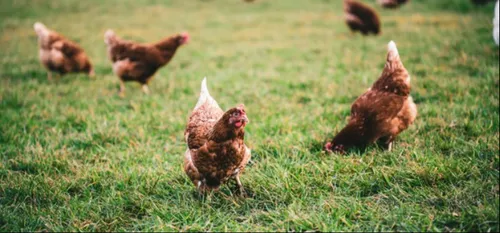 Réduire ses déchets grâce aux poules !