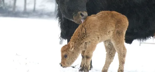 Carnet rose aux Grottes de Han