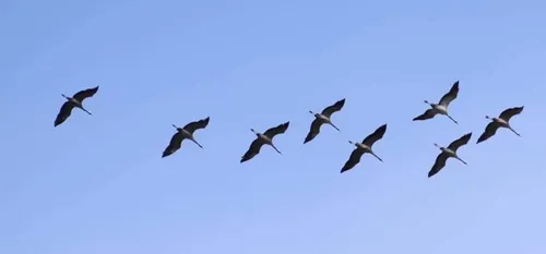 NATURE : Les grues cendrées annoncent la fin de l’hiver
