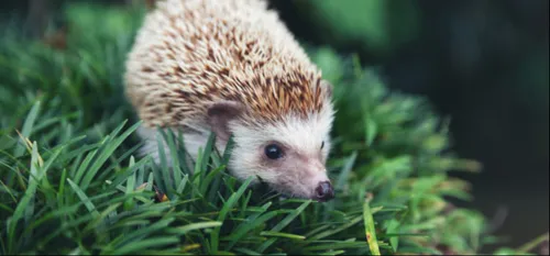 Hon Hergies : Mais où est passée la maison des hérissons ?