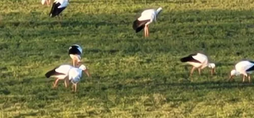 Des cigognes de passage