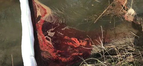 Felleries - Le cours d'eau de La Belleuse, pollué