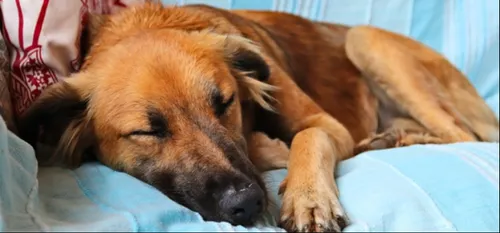 Fourmies : des jeunes ont aidé la SPA d'Hirson