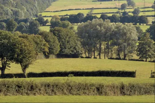 Préserver les haies de l’Avesnois