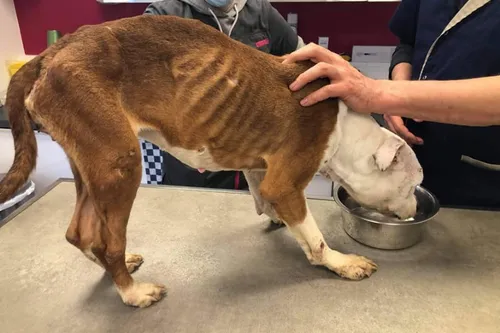 Fourmies : Laïka, une chienne cadavérique et victime de sévices...