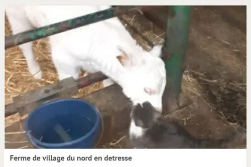 Beaufort - Nadine, une Agricultrice en détresse lance une cagnotte...