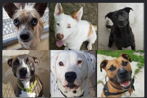 Thiérache : 7 chiots abandonnés dans un sac au cimetière de...