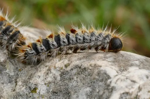 Thiérache : une invasion de chenilles urticantes dans les forêts du...
