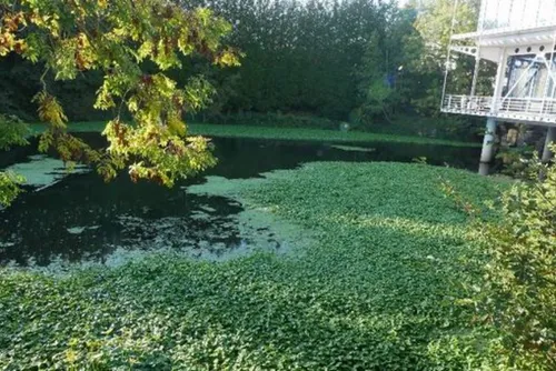 Hydrocotyle - Comment maîtriser sa croissance sur le Canal de la...