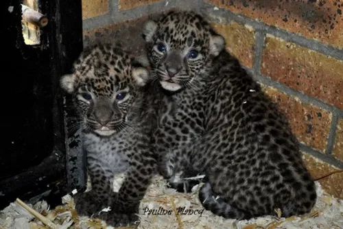 Naissance de deux petites Panthères du Sri Lanka au Zoo de Maubeuge !
