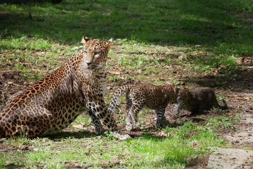 Maubeuge - Les bébés panthères du Sri Lanka font leurs premières...