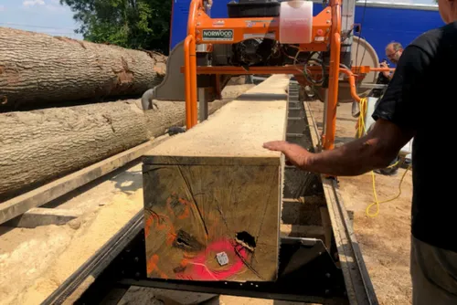 Wimy : 7 chênes de la forêt de Mormal destinés à reconstruire...