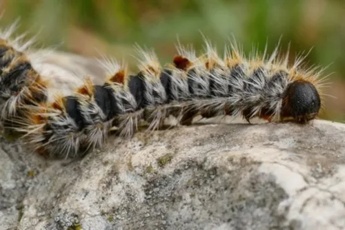 Des opérations de brulage de nids contre la prolifération de...