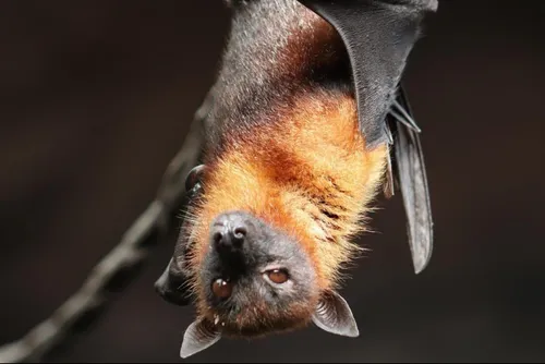 Le retour de la « nuit de la chauve-souris » ce samedi soir à...