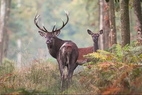 Des mesures expérimentales pour préserver la quiétude des cerfs et...