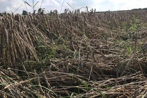 Pluies estivales, moisson "catastrophique"