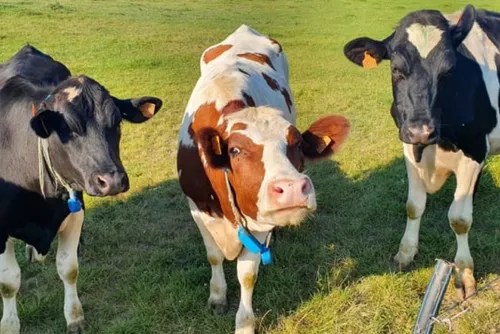 Bientôt un AOP ou IGP pour la crème, le beurre et le « lait de foin...