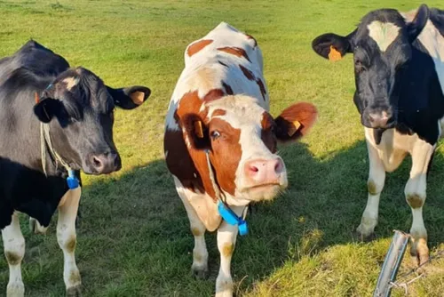 Marie-Sophie Lesne, la maire du Quesnoy, veut en finir avec...