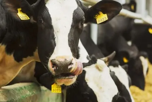 Fermeture administrative de l'abattoir de Valenciennes à partir de...