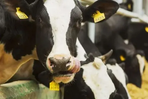 Fermeture administrative de l'abattoir de Valenciennes, quelles...