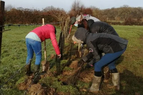 Sud-Avesnois : bientôt des sanctions contre les arracheurs de haies ?
