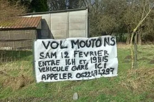 Pont-sur-Sambre : un appel à témoins après un vol de moutons