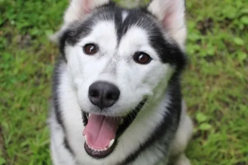 Le maire de Bérelles suspecté d’avoir tué un chien