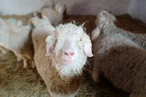 Le Mohair de Mormal au Salon International de l'Agriculture demain