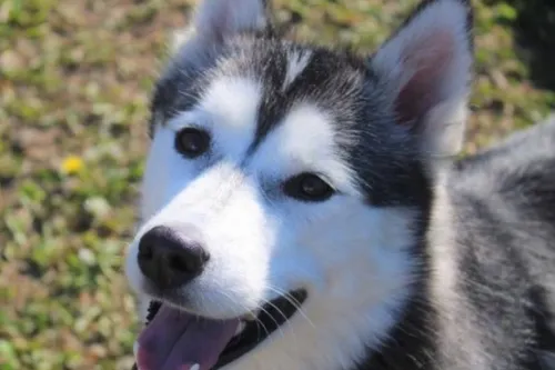 Bérelles - Une autre enquête ouverte pour des menaces contre le...