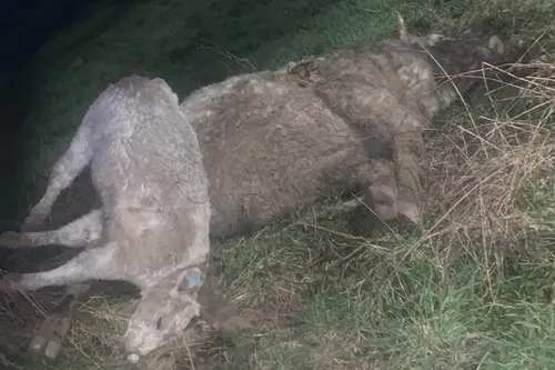 Pont-sur-Sambre : des animaux saisis à « la ferme de l’horreur » ?