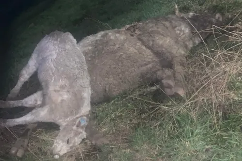 Fait Divers - Passage au tribunal du propriétaire de "La Ferme de...