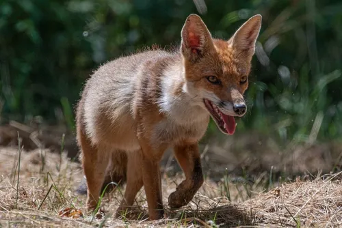 Avesnois / Pays de Mormal : en bref pour ce jeudi 17 mars 2022