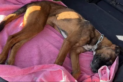Hirson : une chienne de type malinois frappée à mort !