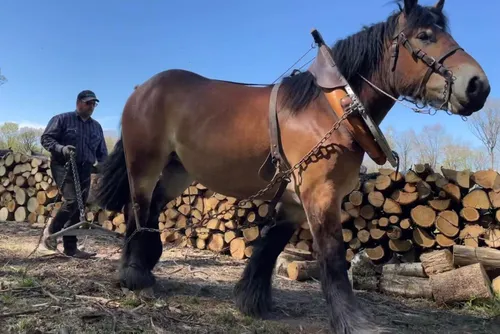 Concours National de Chevaux de Trait, ce week-end à...