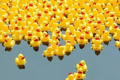 2 500 € de lots à gagner avec la course des p'tits canards ce...