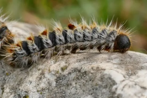 Une invasion de chenilles urticantes dans les jardins et forêts en...