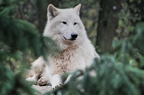 Des loups arctiques bientôt au Zoo de Maubeuge