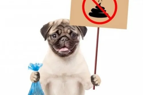 Glageon : jusqu’à 135 € d’amende pour en finir avec les déjections...