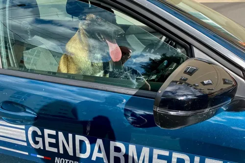 Hirson : 2 cyclistes et une jeune fille mordus par un chien errant...