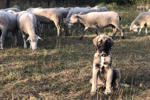 Clairfayts : un élevage de chiens de protection de troupeaux à la...