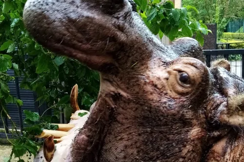 Zoo de Maubeuge - Décès de la doyenne du Parc, l'hippopotame Basta,...