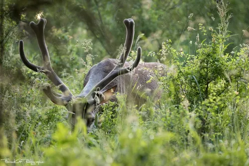 Le Plan de chasse "Biches et Cerfs" en Forêt de Mormal ne convient...