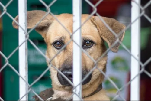 Près de 440 animaux saisis et confiés à la SPA, enquête d'envergure...