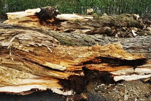 Fourmies : l’abattage à venir des 42 marronniers « malades » de la...