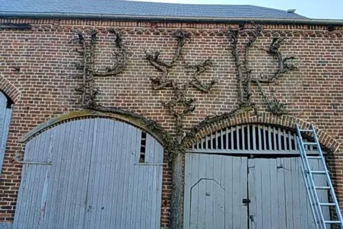 Un poirier palissé qui écrit sur le mur ! Deviendra-t-il "Arbre...