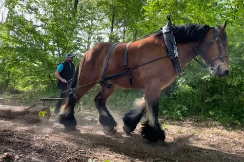 Le Concours Cantonal de chevaux de trait, c'est ce jeudi à Bavay