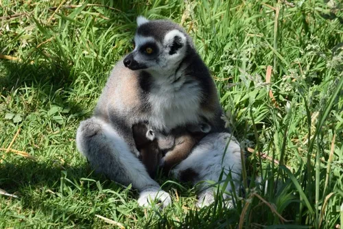Maubeuge - Naissance de deux petits Maki catta au Parc Zoologique