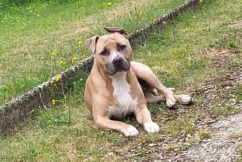 Fourmies : un appel aux dons pour pouvoir soigner et sauver Lasko,...